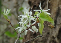 Amelanchier arborea arborea
