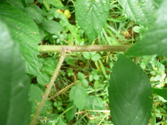 Rubus apricus