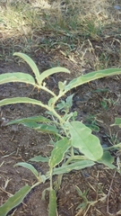 Solanum elaeagnifolium