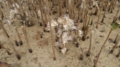 Saccostrea cuccullata