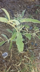 Solanum elaeagnifolium