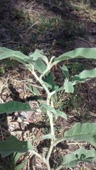 Solanum elaeagnifolium