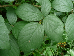Rubus apricus