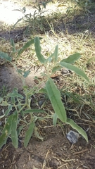 Solanum elaeagnifolium