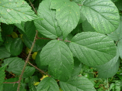 Rubus apricus