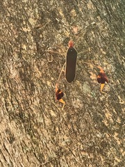 Anisoscelis marginellus