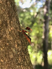 Anisoscelis marginellus