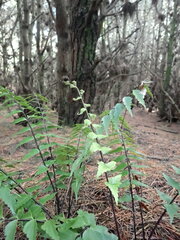 Asplenium polyodon image