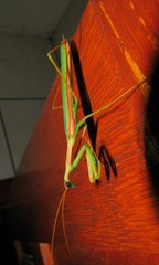 Coptopteryx argentina