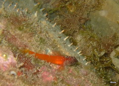 Tripterygion melanurus