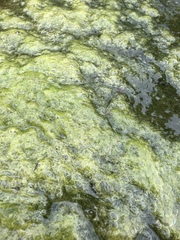 Charophyta