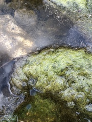 Charophyta
