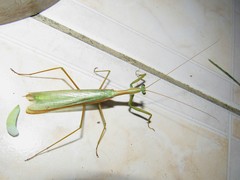 Coptopteryx argentina