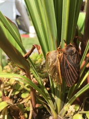 Heliconisa pagenstecheri