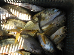 Caranx caninus