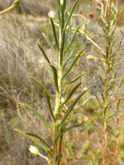 Felicia hyssopifolia