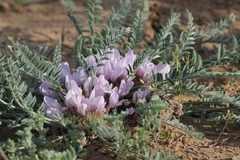 Astragalus dolichophyllus