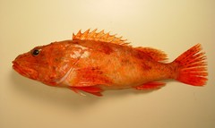 Spinycheek Scorpionfish photo 5