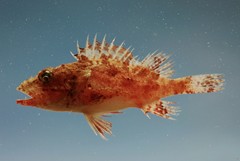 Spinycheek Scorpionfish photo 3