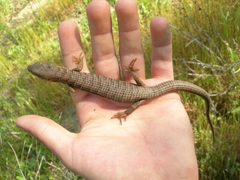 Elgaria multicarinata