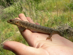 Elgaria multicarinata