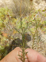 Felicia hyssopifolia
