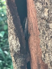 Notomabuya frenata