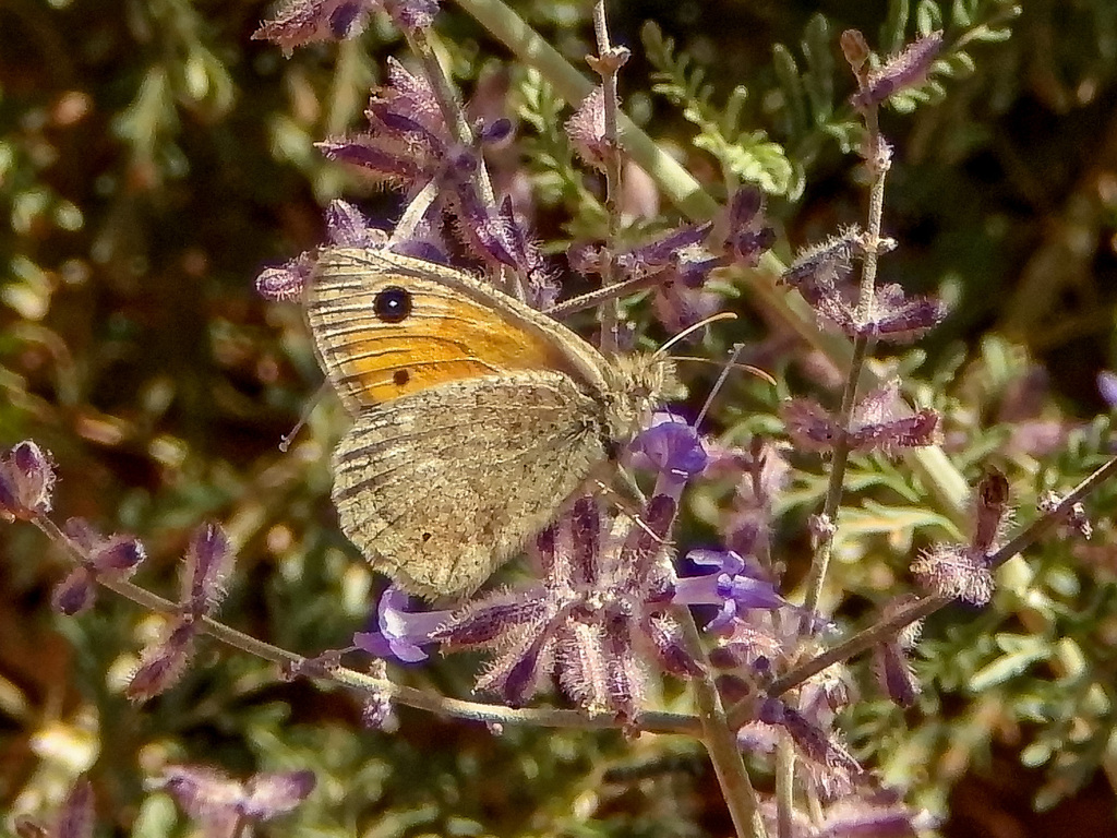 Hyponephele kirghisa