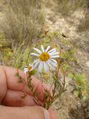 Felicia hyssopifolia