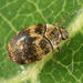 Mill Carpet Beetle - Photo (c) Tom Murray, some rights reserved (CC BY-NC), uploaded by Tom Murray