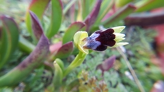 Ophrys fusca iricolor