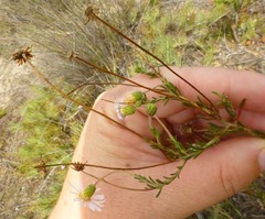 Felicia hyssopifolia