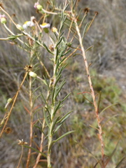 Felicia hyssopifolia