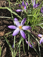 Crocus