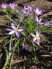 Crocus