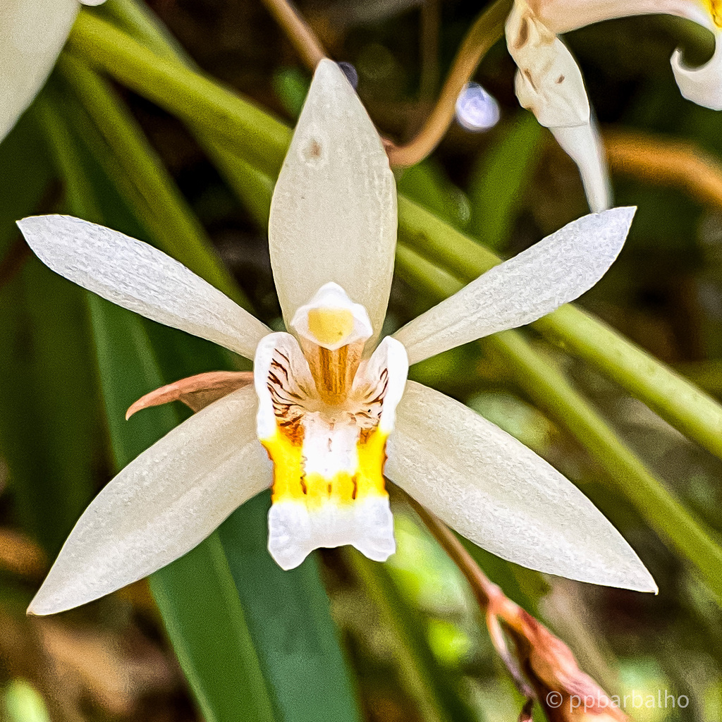 Coelogyne flaccida (Coelogyne flaccida)