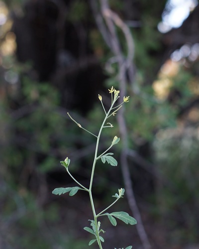 Blunt Tansymustard (Descurainia obtusa)