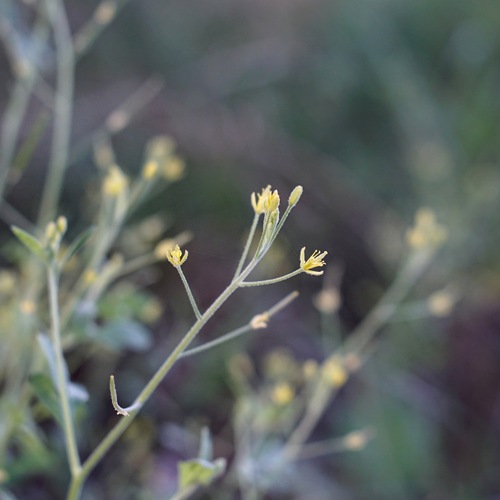 Image of Descurainia obtusa by (c) Andrew Tree, some rights reserved (CC BY)