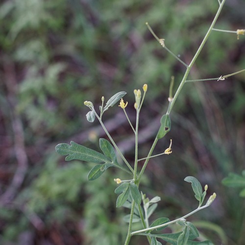 Image of Descurainia obtusa by (c) Andrew Tree, some rights reserved (CC BY)