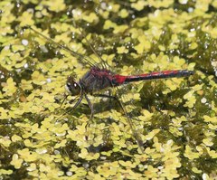 Leucorrhinia borealis