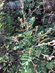 Tephrosia rhodesica evansii