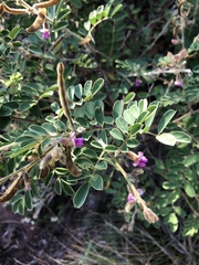 Tephrosia rhodesica evansii