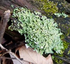 Cladonia subcariosa