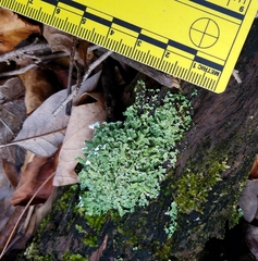 Cladonia subcariosa