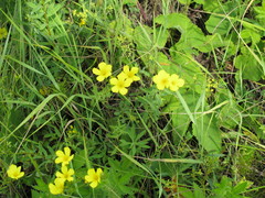 Linum flavum