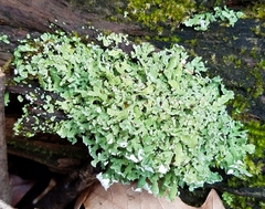 Cladonia subcariosa