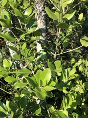 Olea capensis enervis