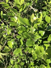 Olea capensis enervis