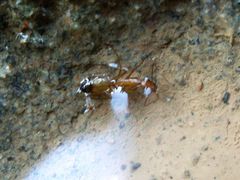 Camponotus baldaccii