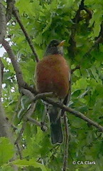 Turdus migratorius